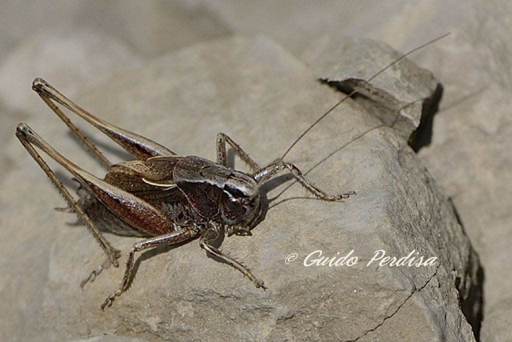 AIUTO ID ORTHOPTERA 02